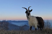 84 Le caprette sfruttano l'ultima luce del giorno per brucare erba, mentre si fa splendente la luna in cielo